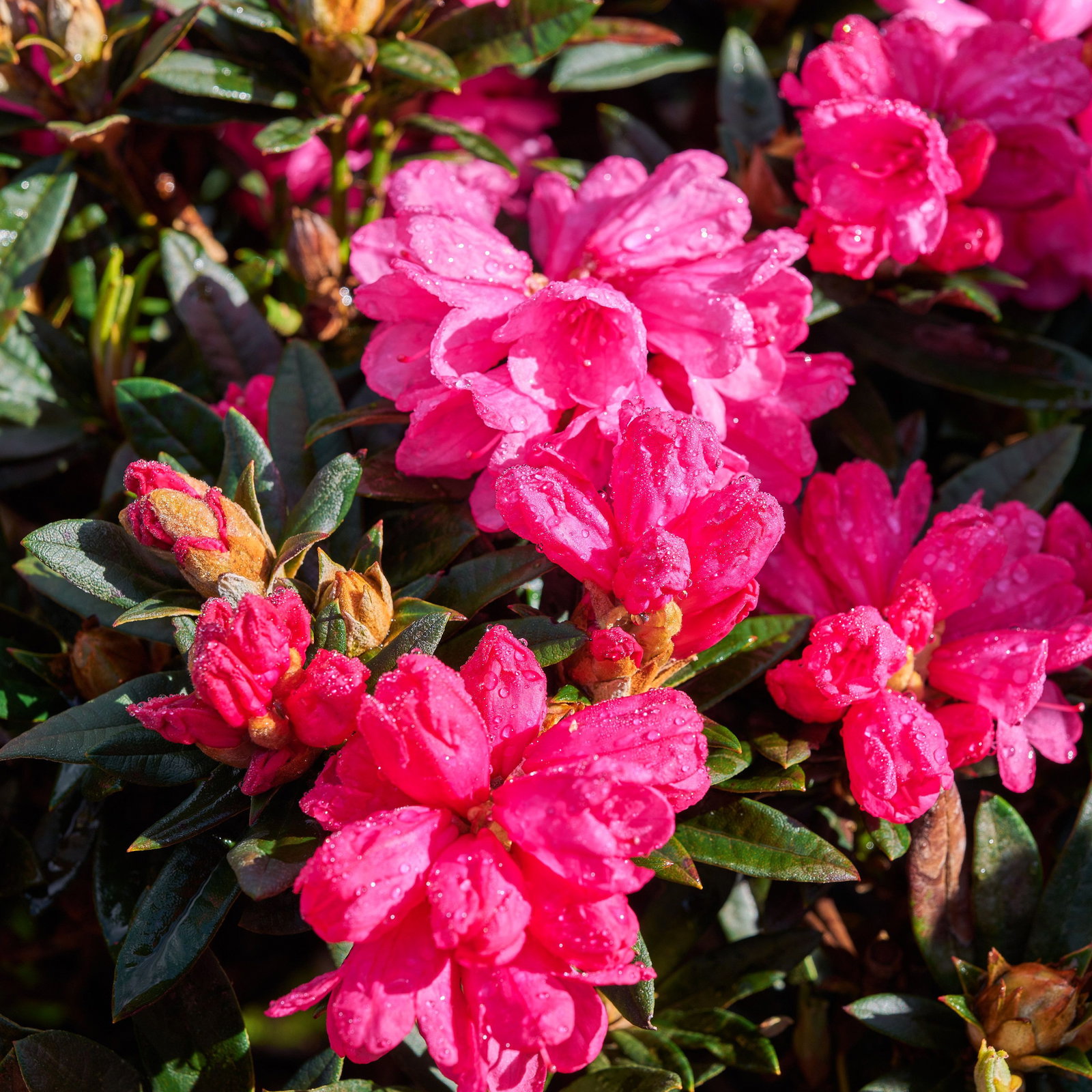 rhododendron boursault Boursault Rhododendron – Lichtenfelt's main image 1