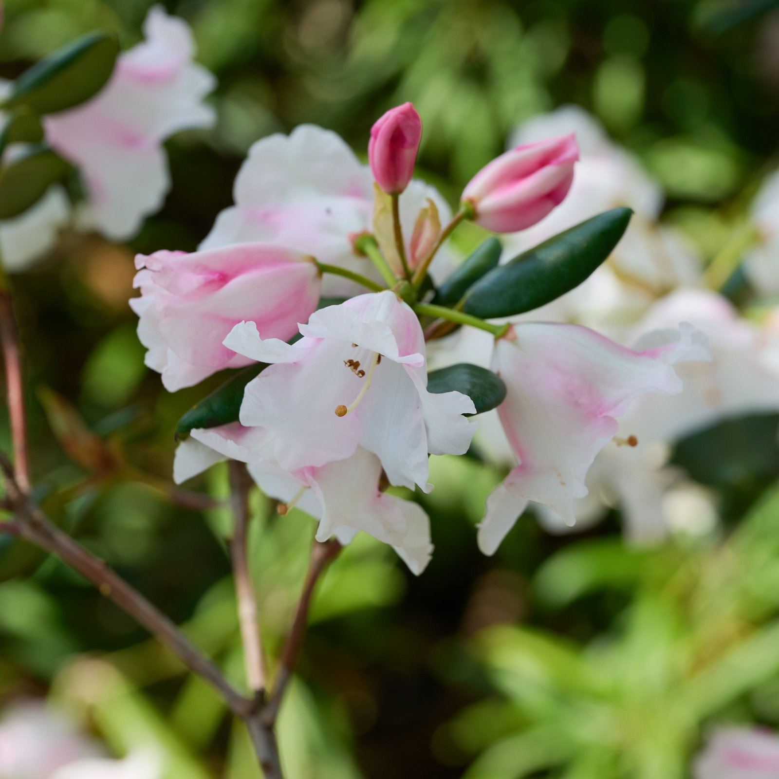 Rhododendron Puschkin - Rhododendron williamsianum Puschkin gnstig kaufen