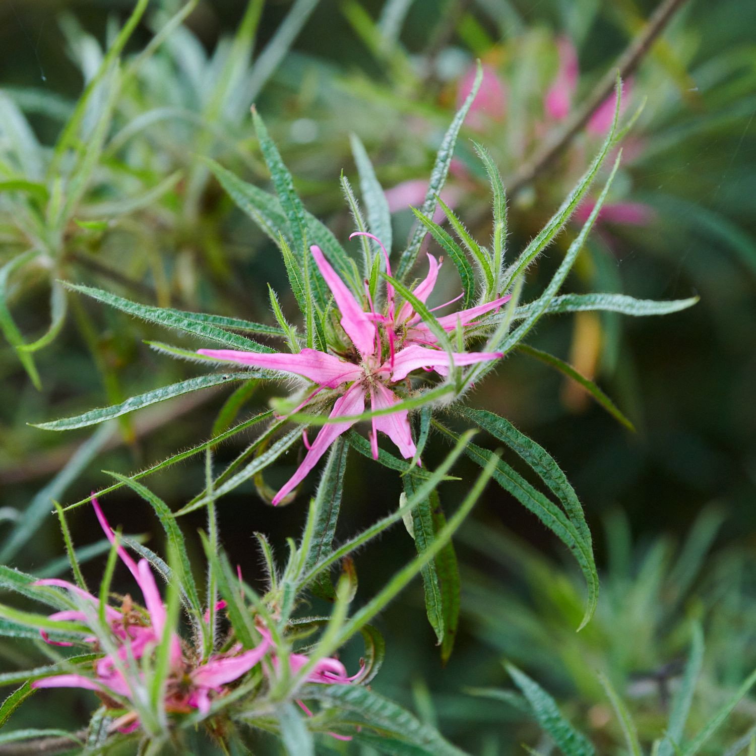 Rhododendron Schnbrunn - Rhododendron macrosepalum linearifolium gnstig  kaufen