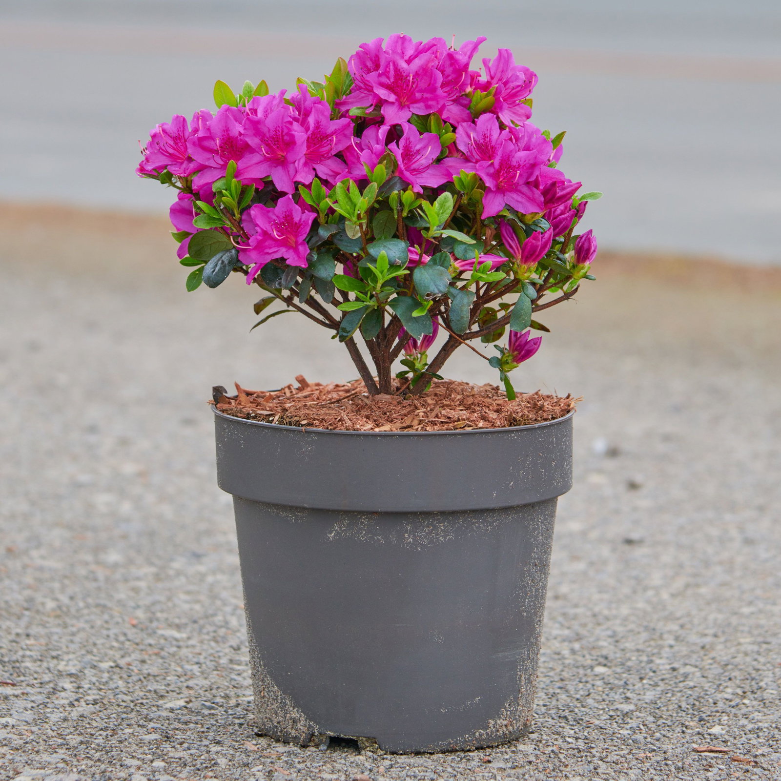 Rhododendron Lady Dark - Rhododendron obtusum Lady Dark gnstig kaufen