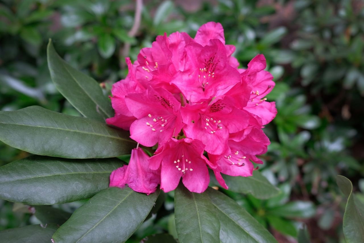 Rhododendron Little Red (Typ Hellwig) - Rhododendron Little Red (Typ  Hellwig) gnstig kaufen
