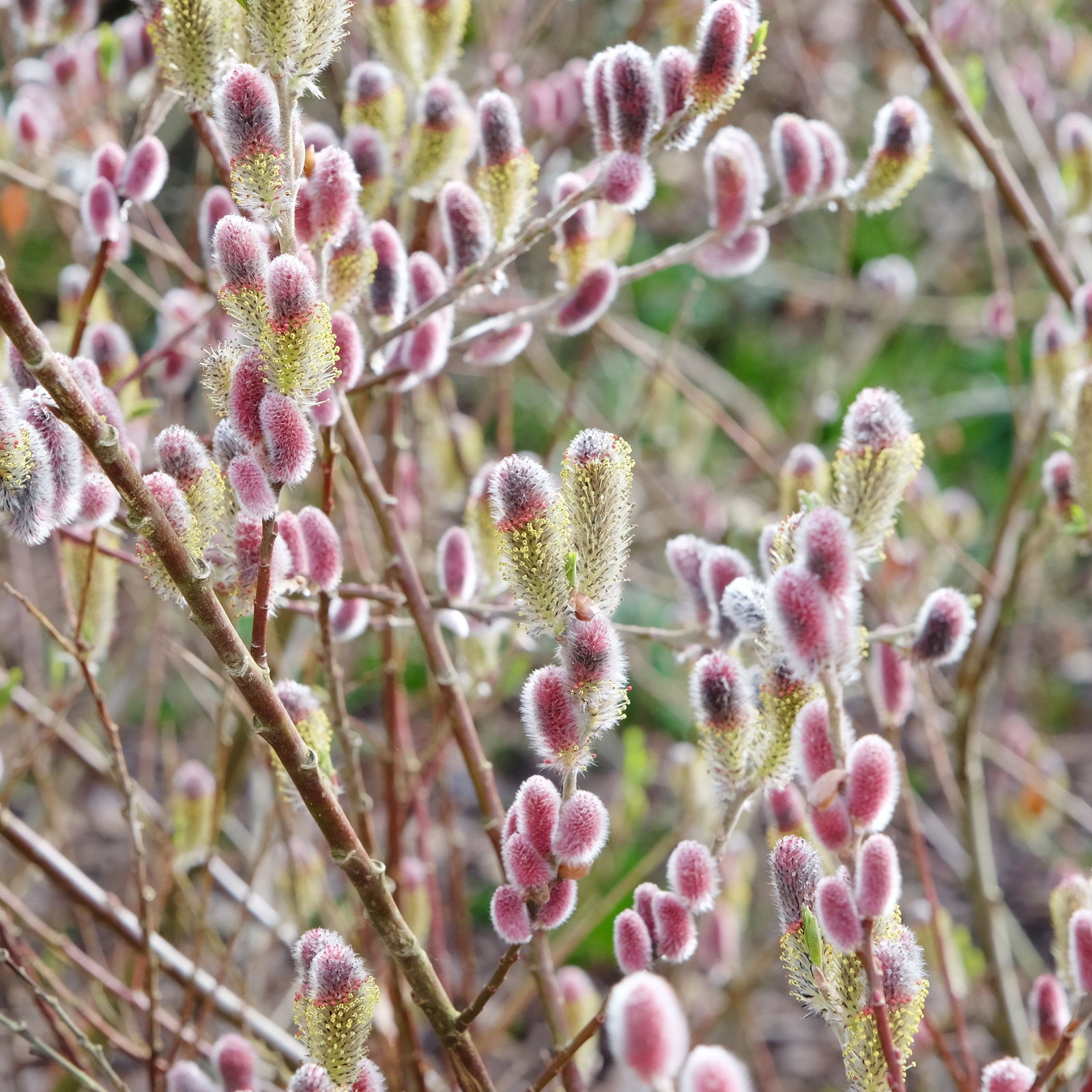 Bienenweide Immerblühende Mandelweide Salix Tr. Semperflorens - Baumschule Gold