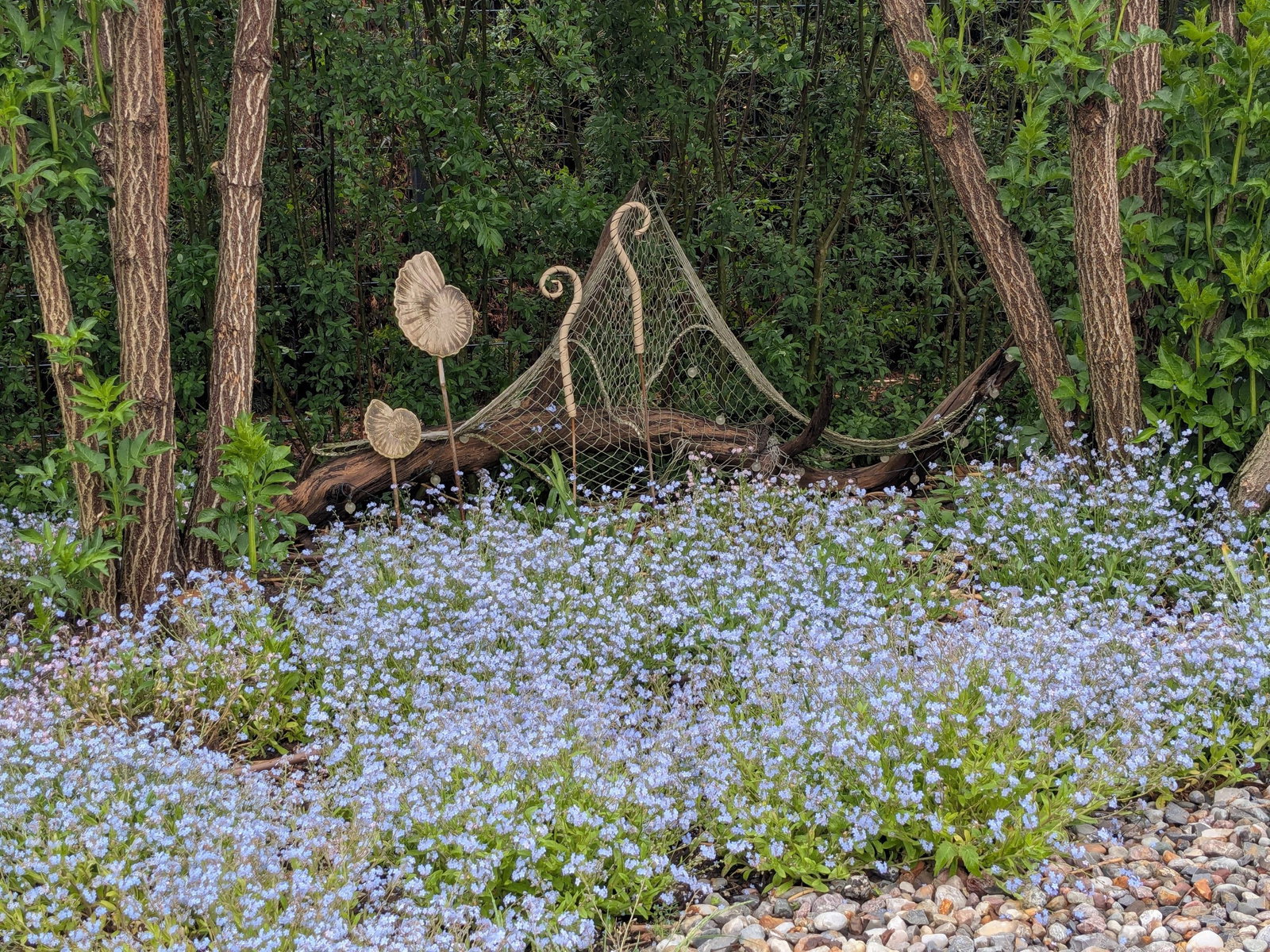 Vergissmeinnicht - Myosotis sylvatica gnstig kaufen