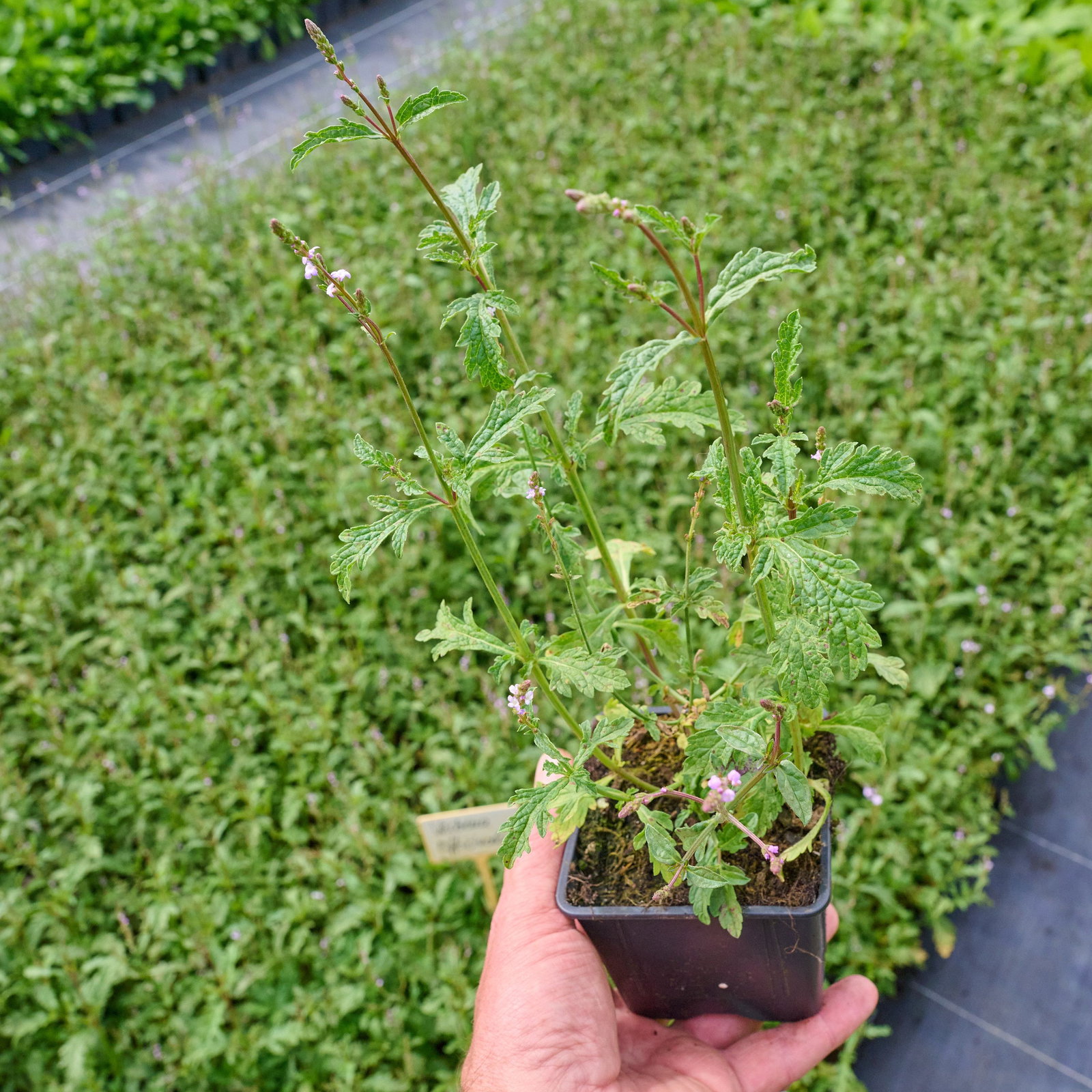 Purpurblättriges Eisenkraut - Verbena Officinalis Bamton - 20+ Samen Z 127 115437147