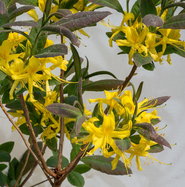 thuja lehmboden Lebensbaum Thuja 'Golden Smaragd' main image 0