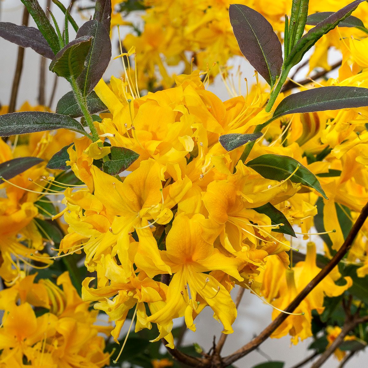 Sommergrne Azalee Sonnenduft - Rhododendron luteum Sonnenduft gnstig  kaufen