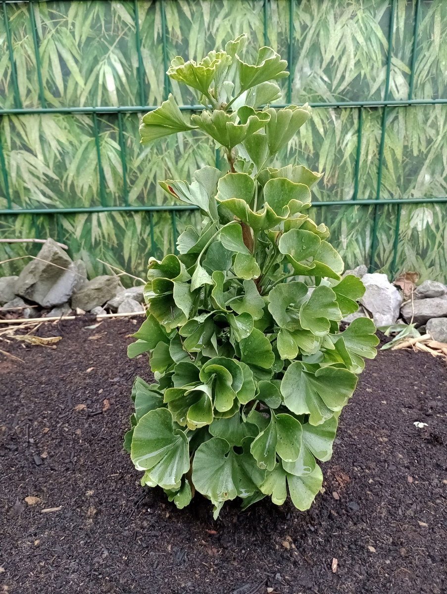 saxifraga umbrosa variegata Saxifraga umbrosa var. primuloides