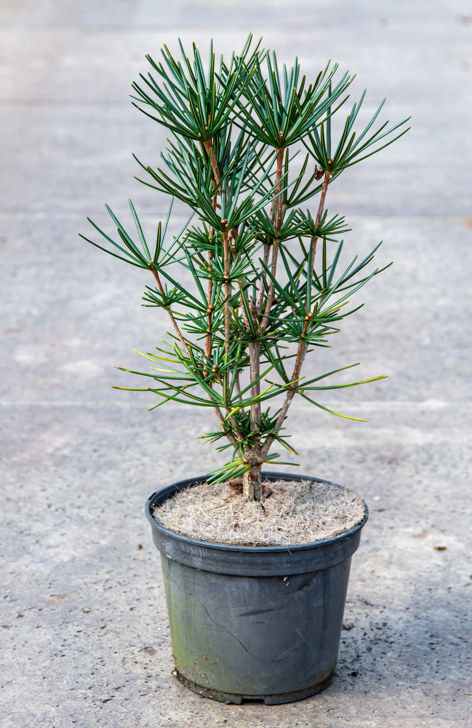 Japanische Schirmtanne Beauty Green - Sciadopitys verticillata Beauty Green  gnstig kaufen