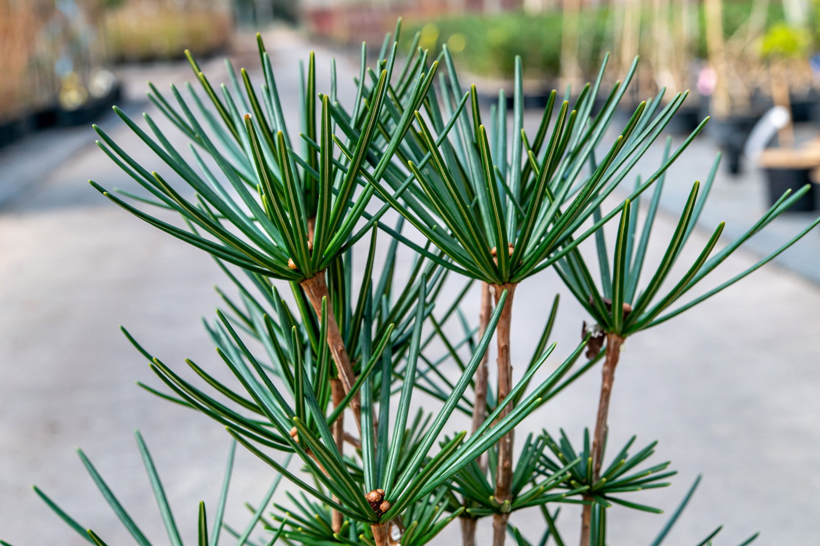 Japanische Schirmtanne Beauty Green - Sciadopitys verticillata Beauty Green  gnstig kaufen