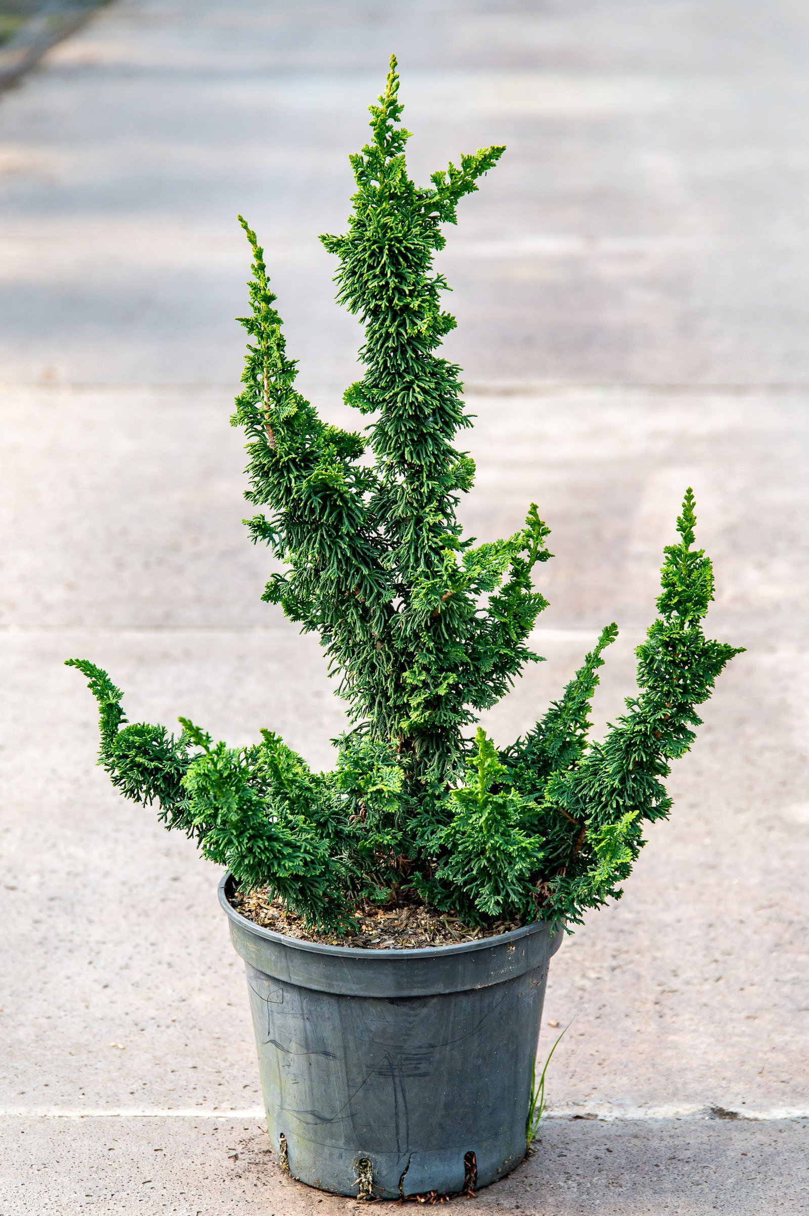 Lebensbaum Malonyana Holub - Thuja occidentalis Malonyana Holub gnstig  kaufen