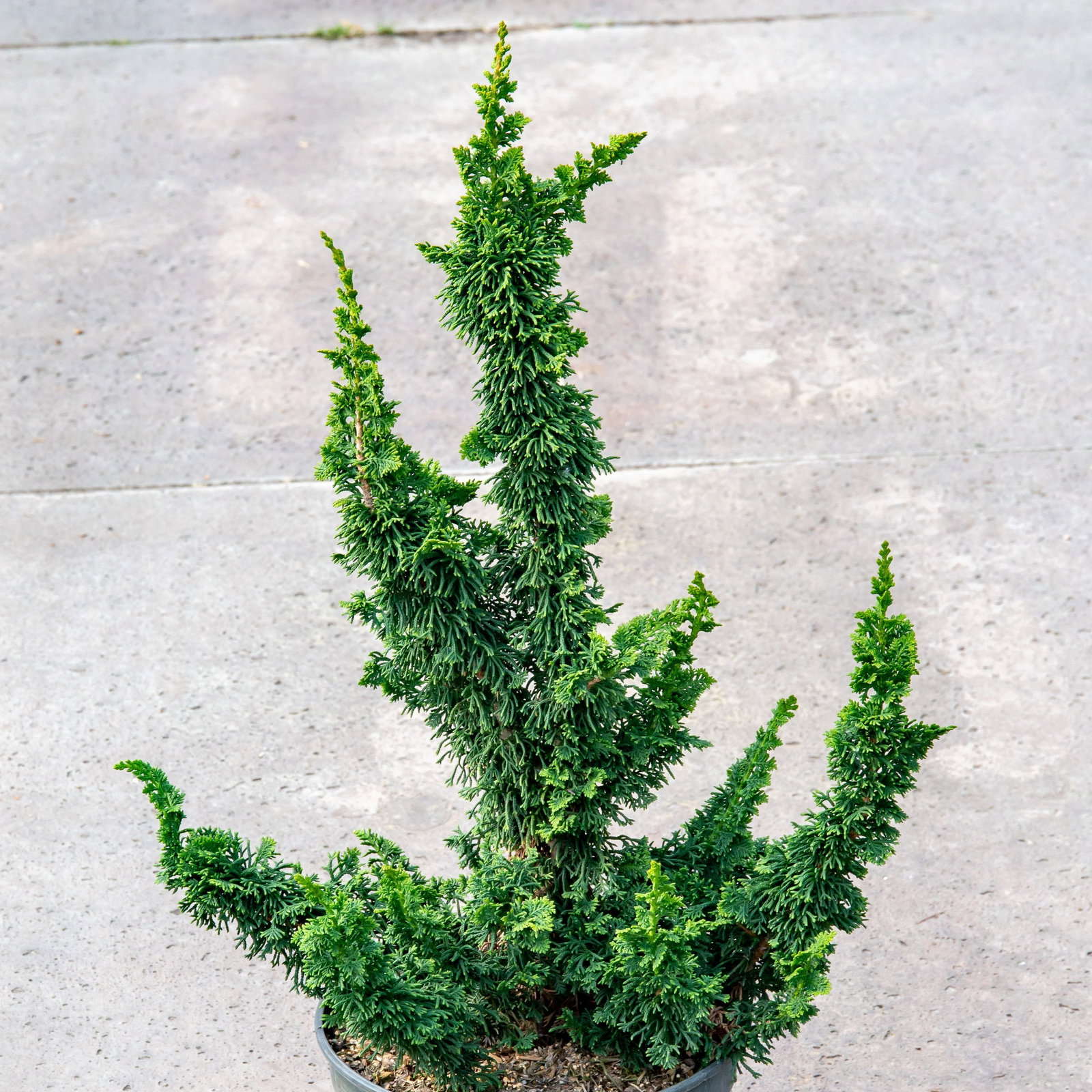 thuja degroot spire DeGroots Spire Arborvitae main image 1