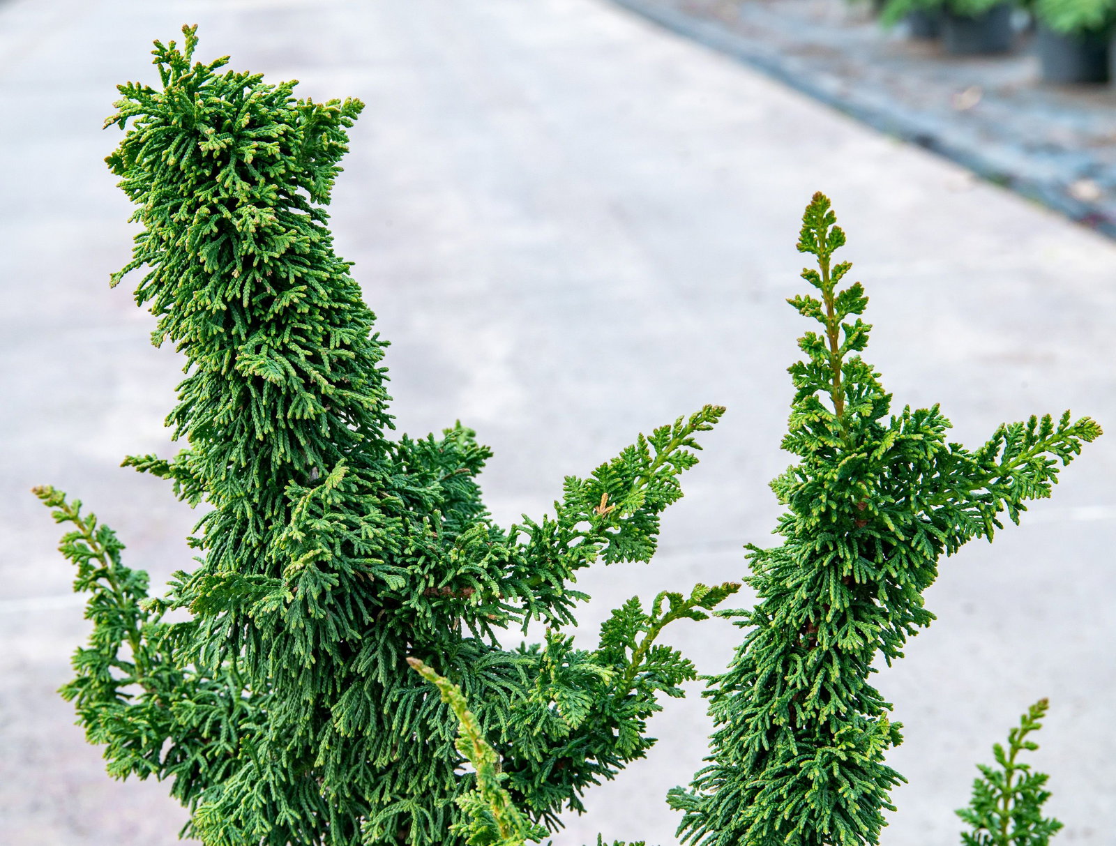 Lebensbaum Malonyana Holub - Thuja occidentalis Malonyana Holub gnstig  kaufen