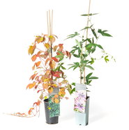 blhstreifen saatgut bio BIO Saatgut Mischung Wildblumenwiese  Biogartenladen