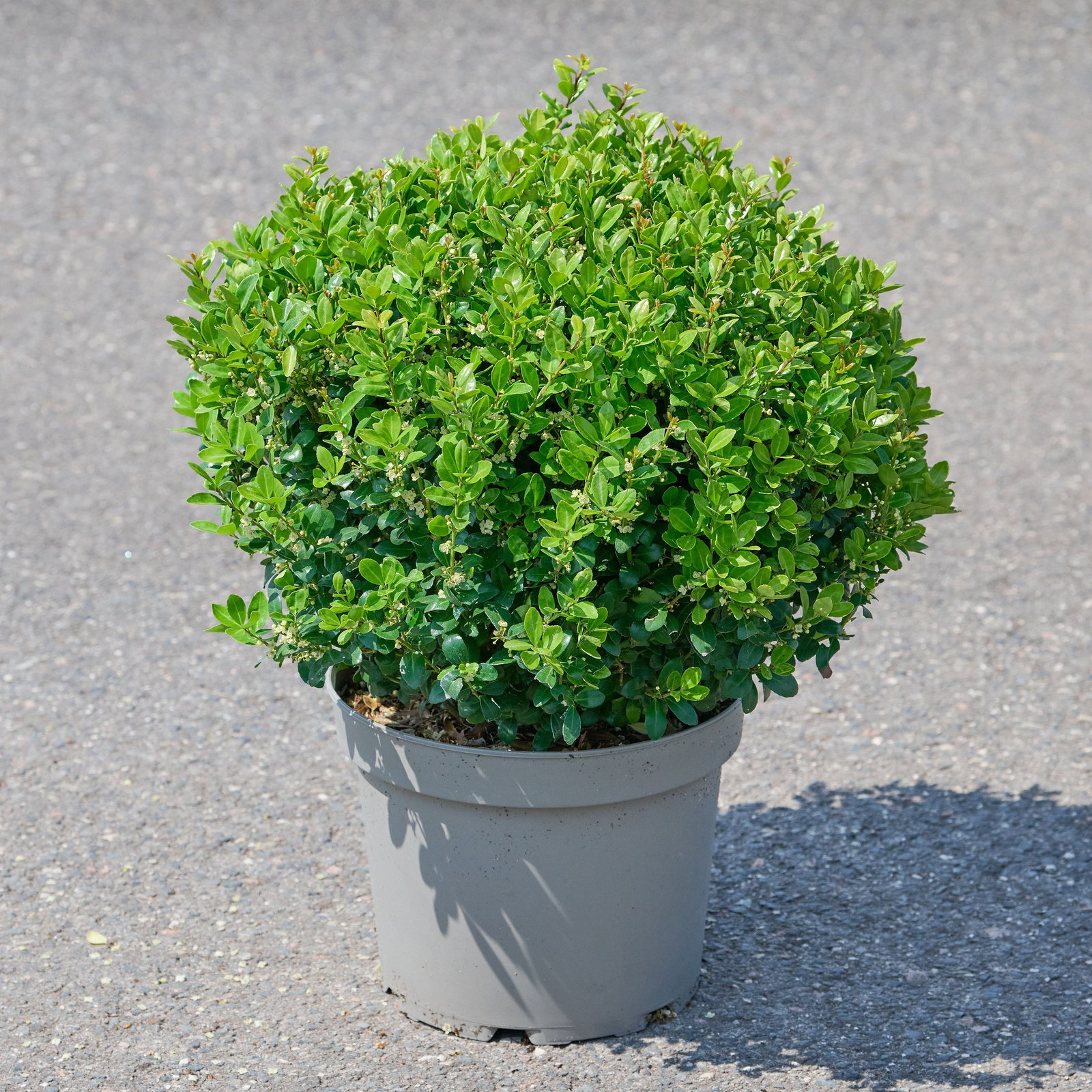 Japanische Stechpalme Caroline Upright - Ilex crenata Caroline Upright  gnstig kaufen
