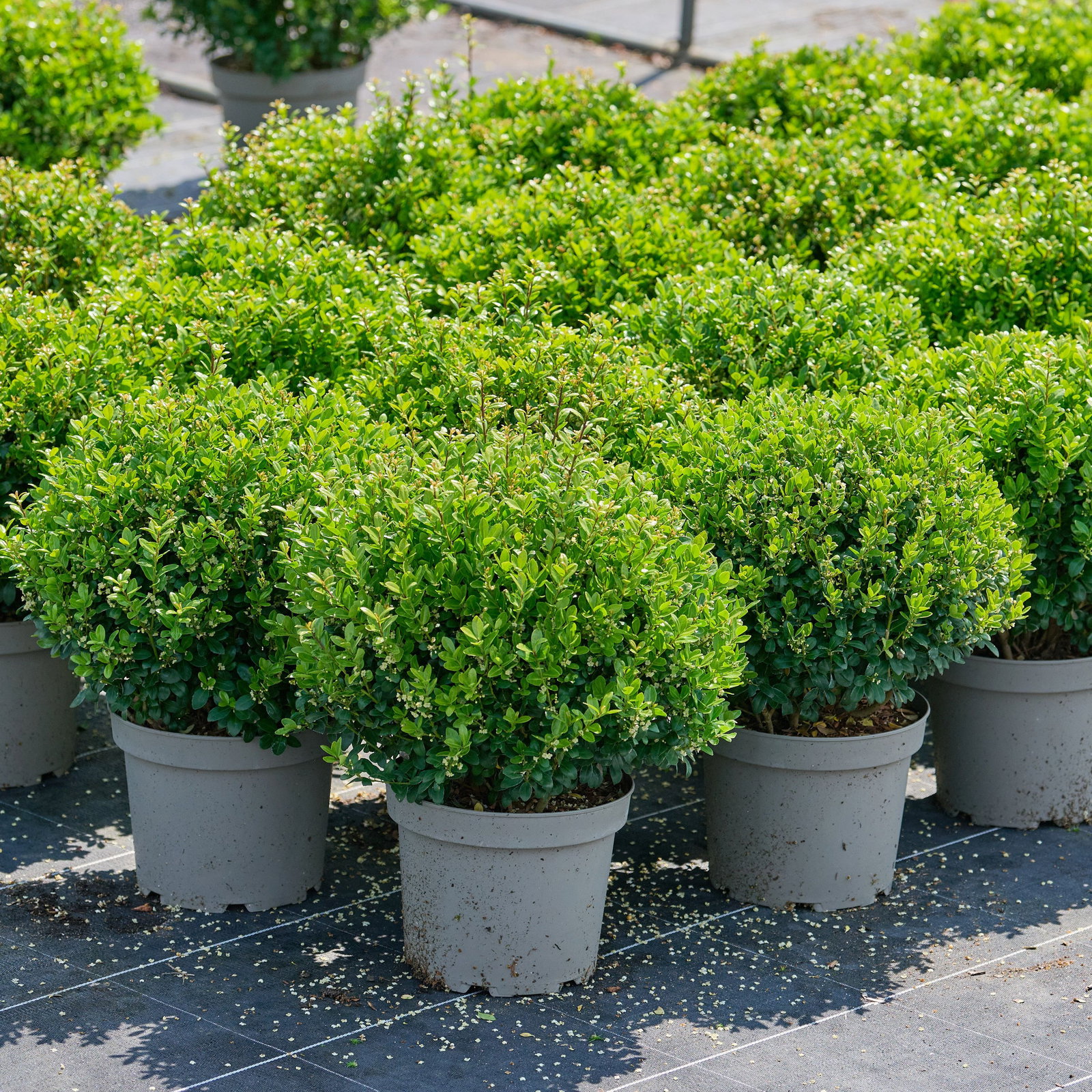 degroot spire thuja DeGroot's Spire Arborvitae – Plant Detectives