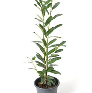 kirschlorbeer topfpflanze Portugiesischer Kirschlorbeer Prunus lusitanica Angustifolia Topf 2L 7 –  Baumschule Bultjer main image 0