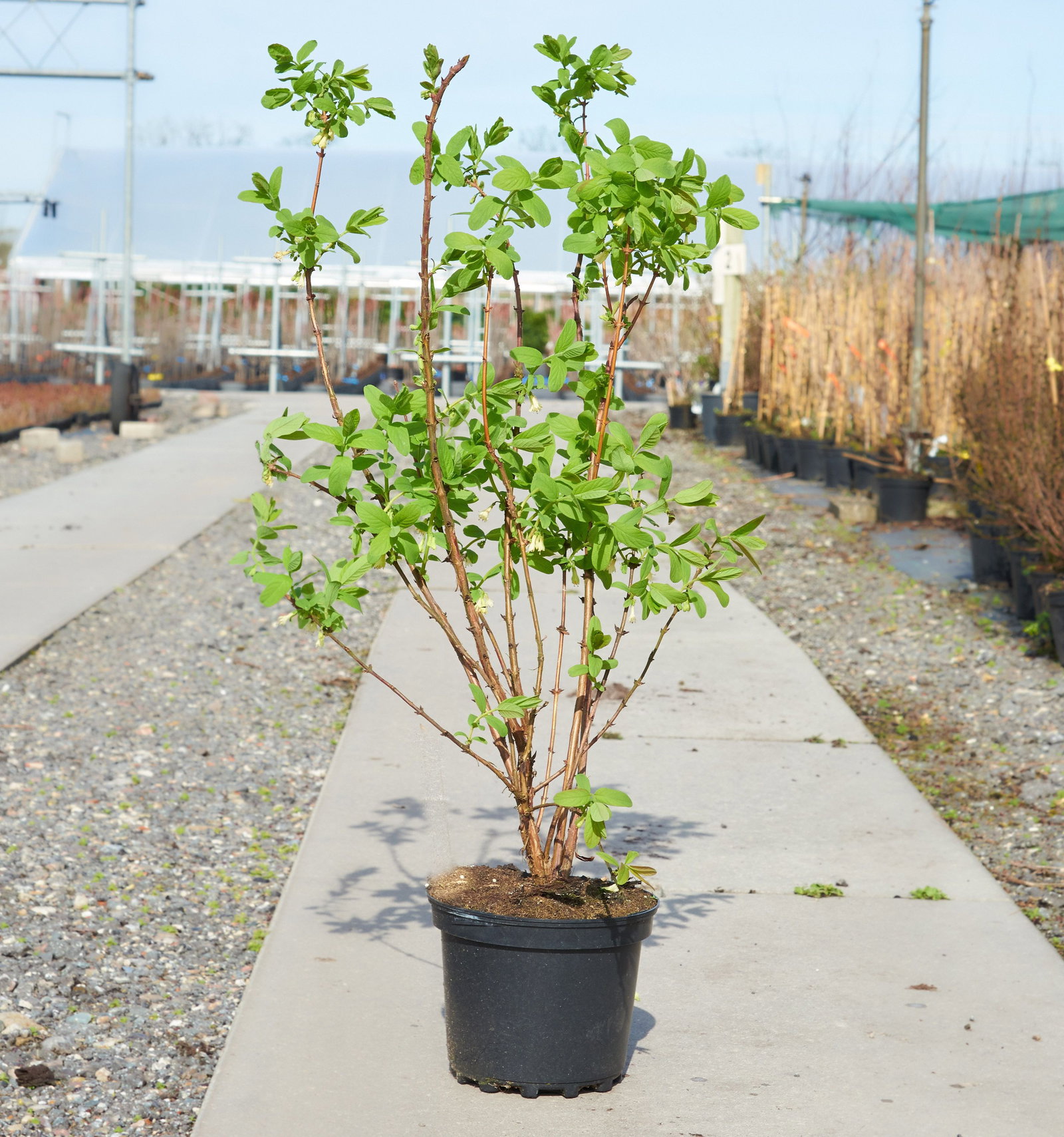 Sibirische Blaubeere Myberry Bee - Lonicera kamtsch. Myberry Bee gnstig  kaufen