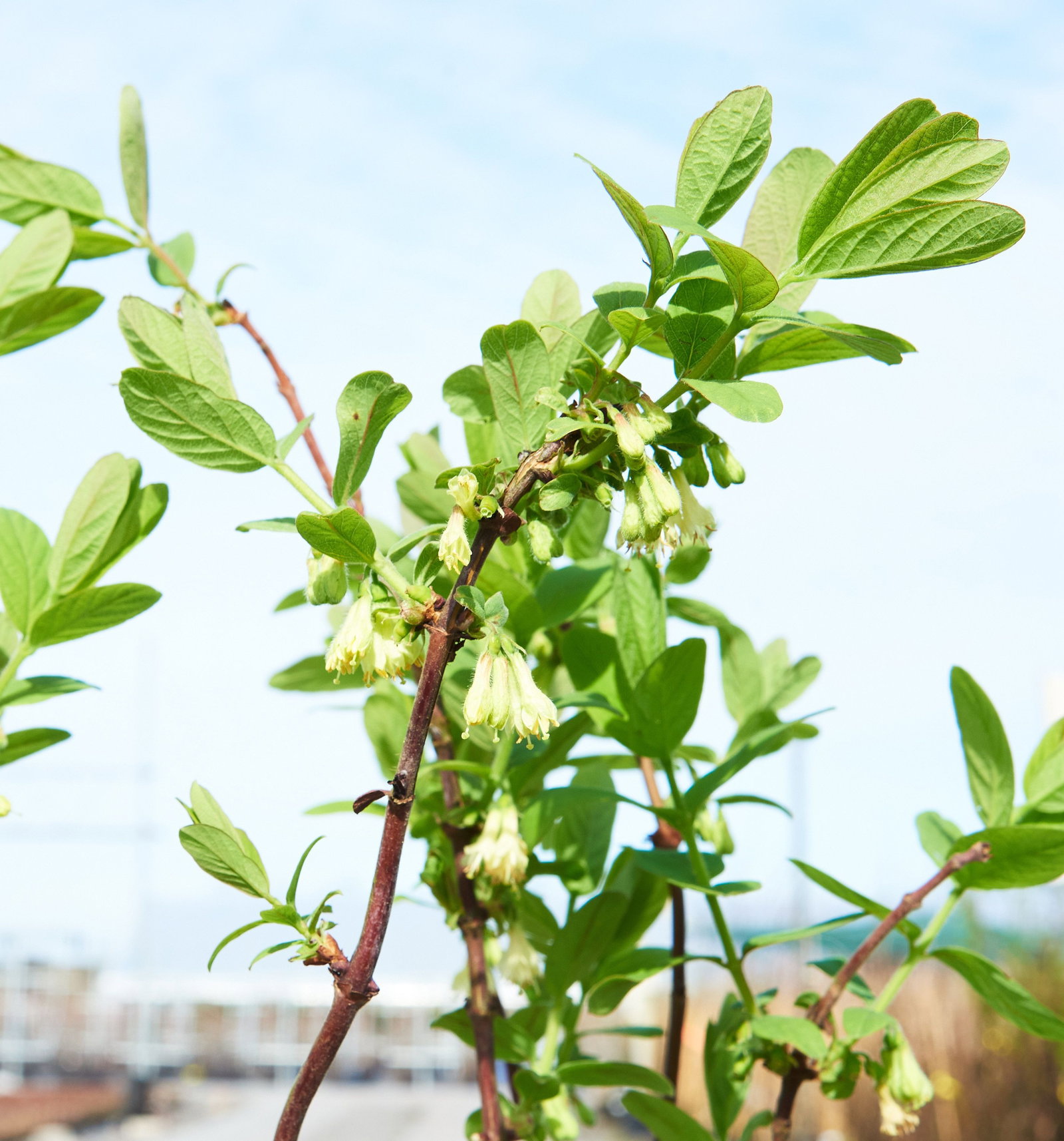 Sibirische Blaubeere Myberry Bee - Lonicera kamtsch. Myberry Bee gnstig  kaufen