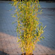 geigenfeige mit stamm kaufen Ficus Lyrata (Geigenfeige) – Foliage Dreams