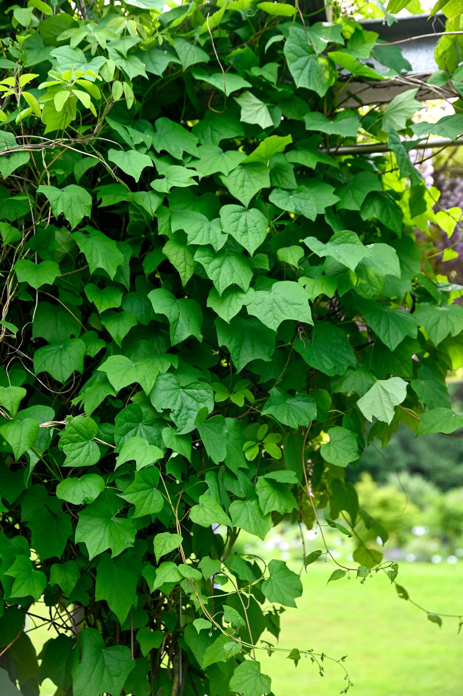 Sinomenium acutum Sinomenium acutum günstig kaufen