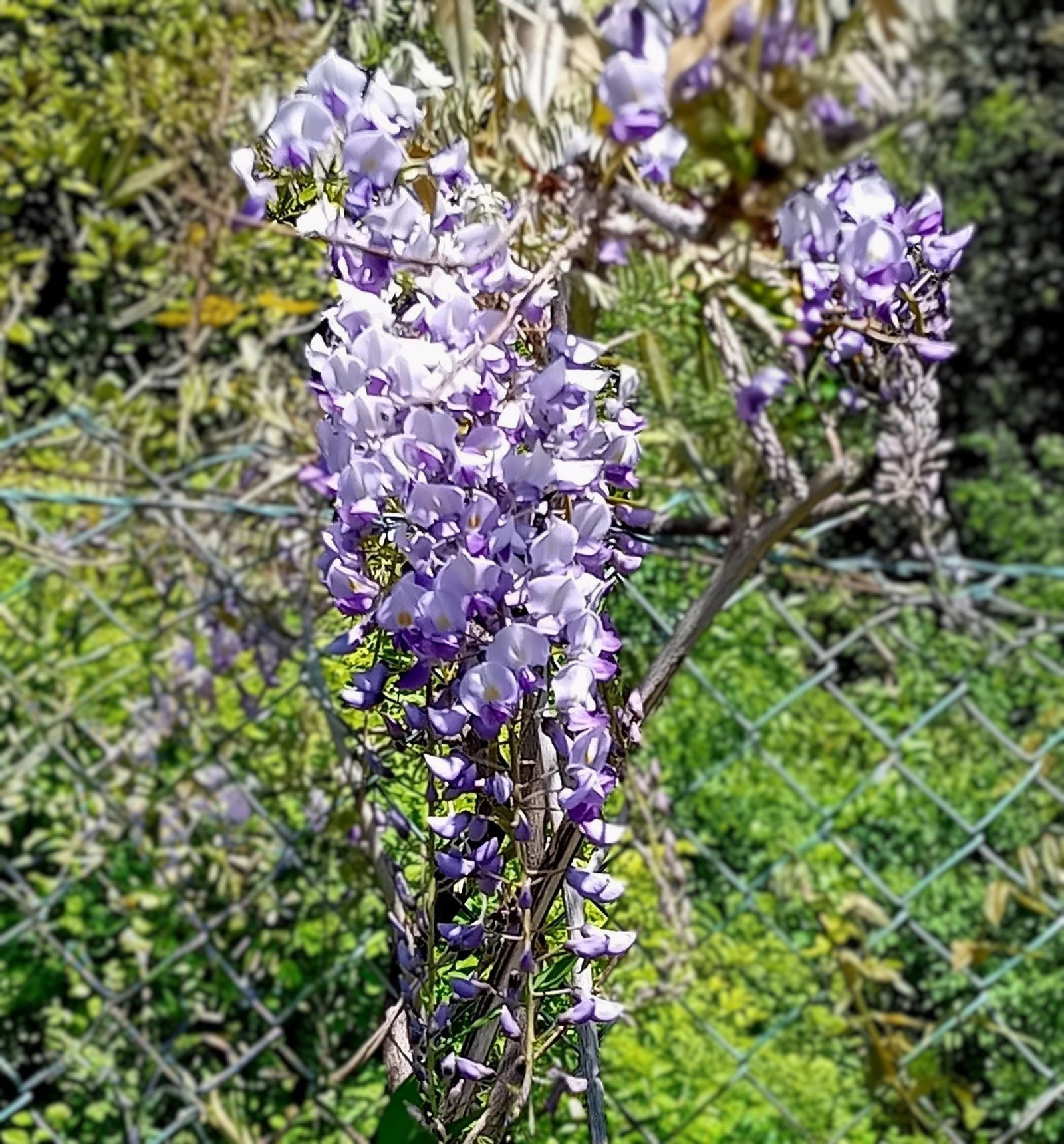 Wisteria sinensis Carolina - Wisteria sinensis Carolina gnstig kaufen