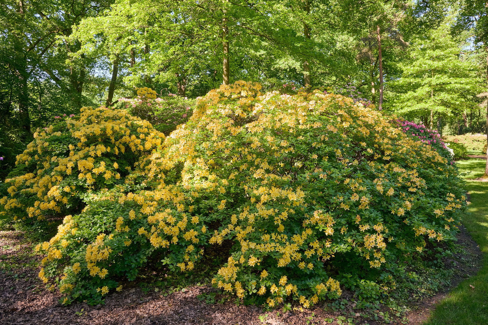 Sommergrne Azalee Arpege - Rhododendron luteum Arpege gnstig kaufen