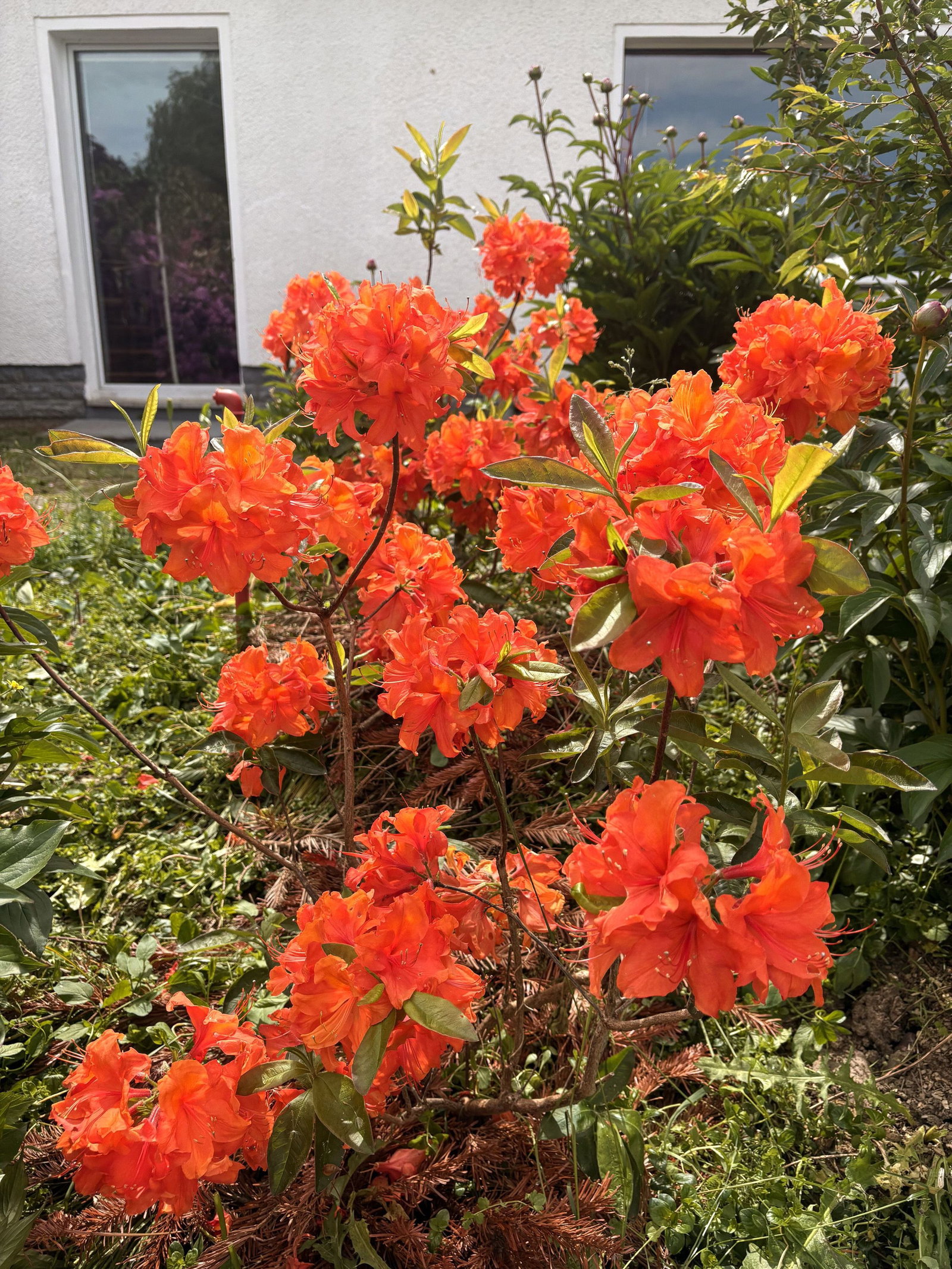 Sommergrne Azalee Brazil - Rhododendron luteum Brazil gnstig kaufen