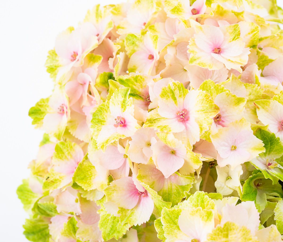 Hortensie Magical® four Seasons (Rosa) Hydrangea macrophylla Magical