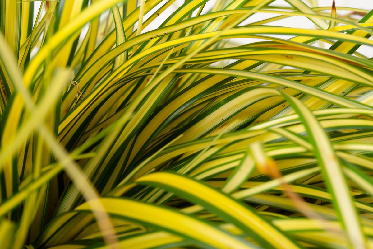 GartenSegge Evergold Carex hachijoensis Evergold günstig kaufen