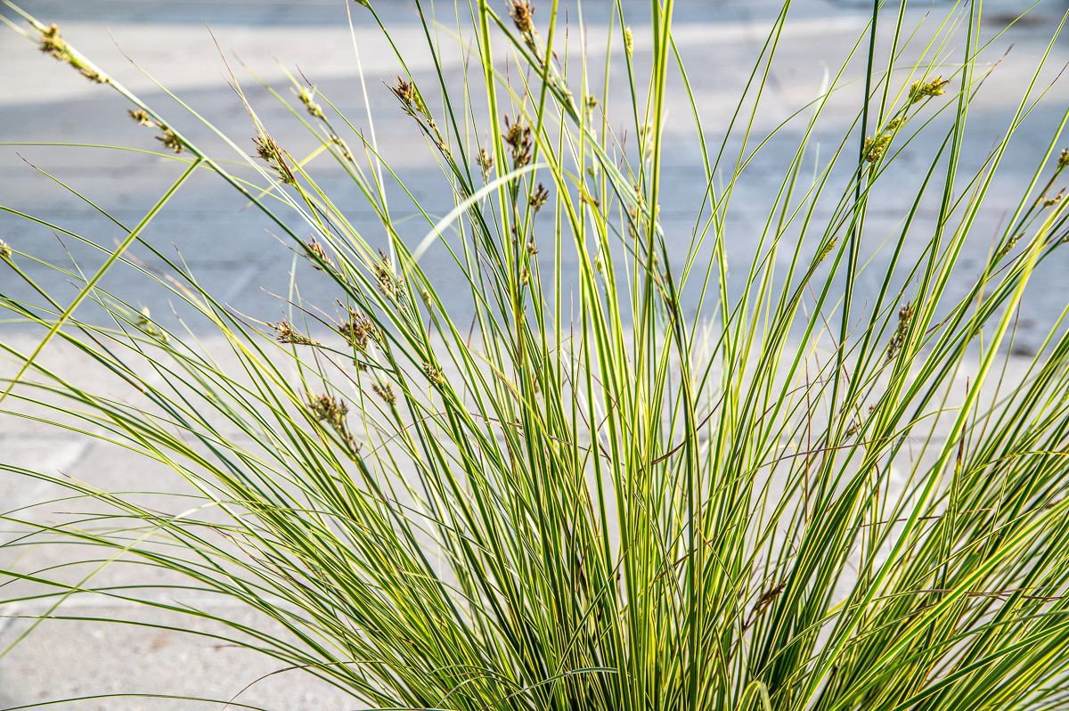 GartenSegge "Honeymoon" Carex brunnea "Honeymoon" günstig kaufen