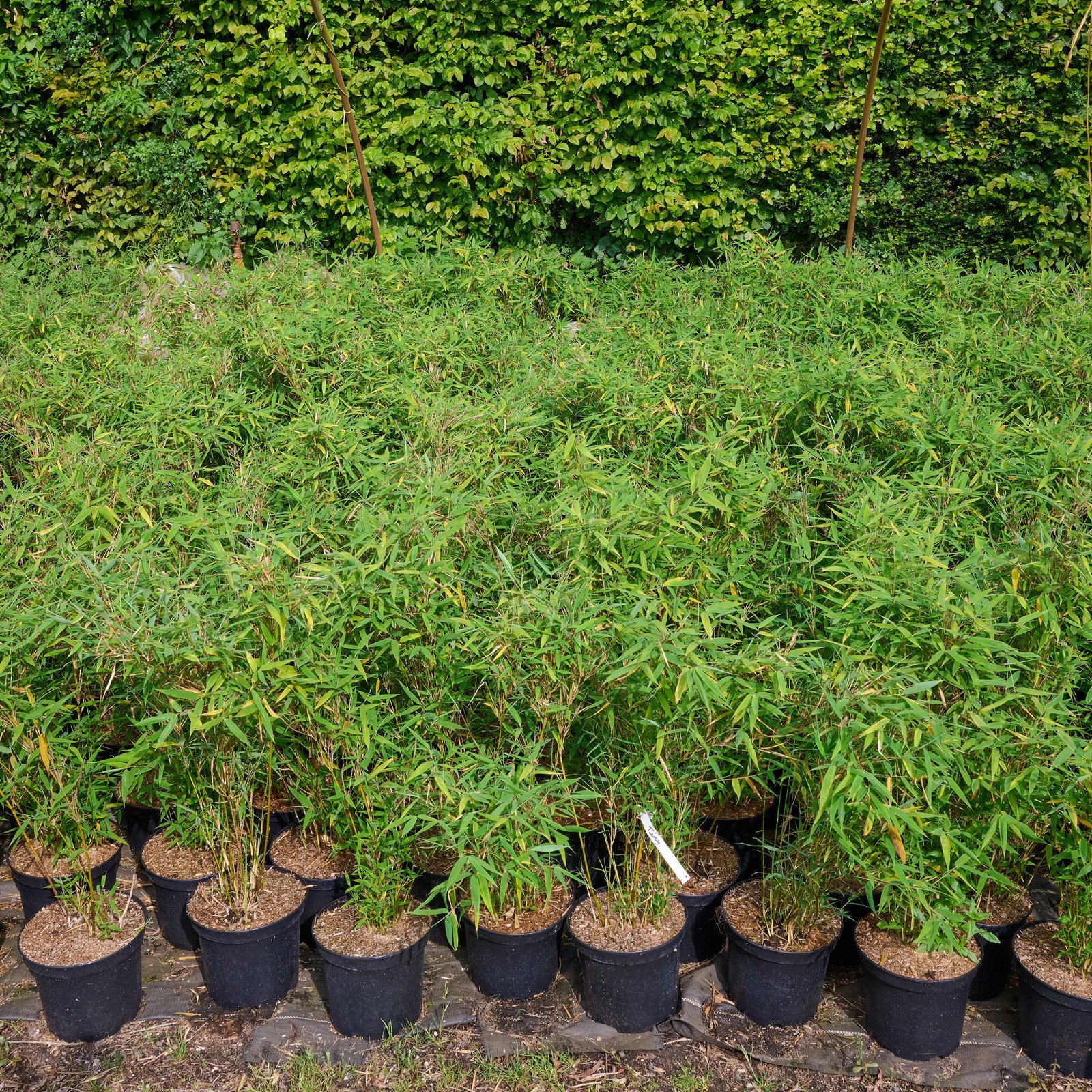 Gartenbambus Tiny - Fargesia murielae Tiny gnstig kaufen