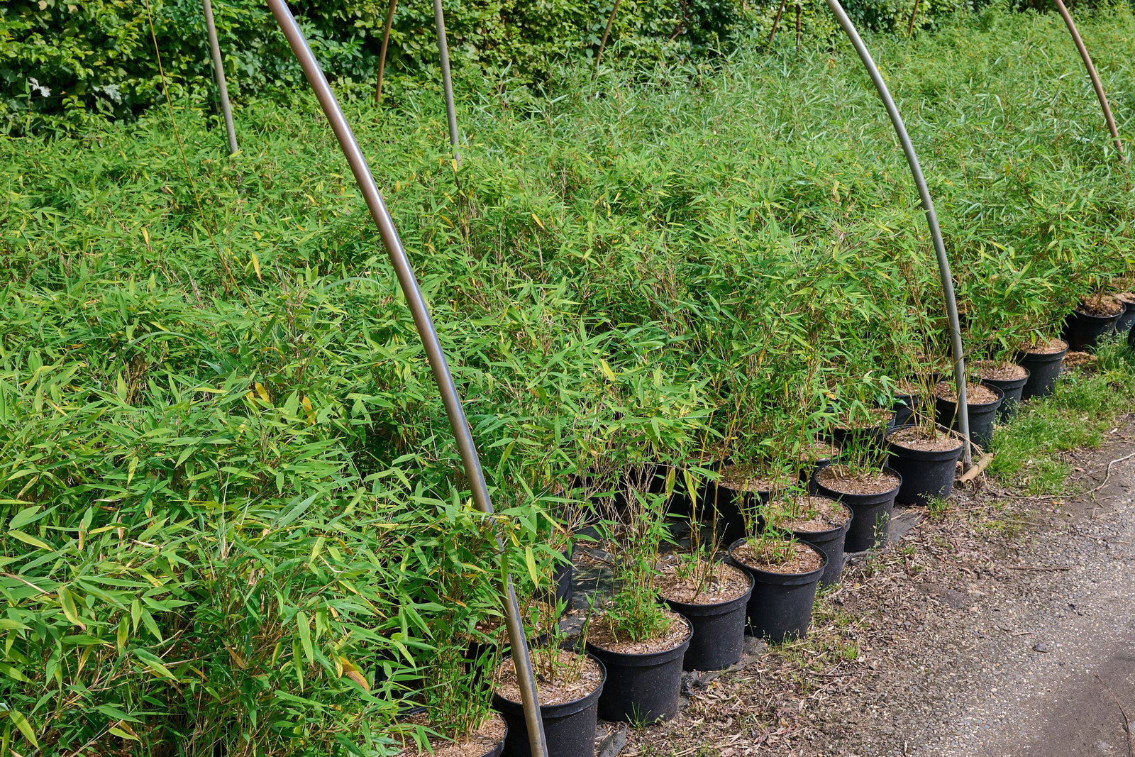 Gartenbambus Tiny - Fargesia murielae Tiny gnstig kaufen