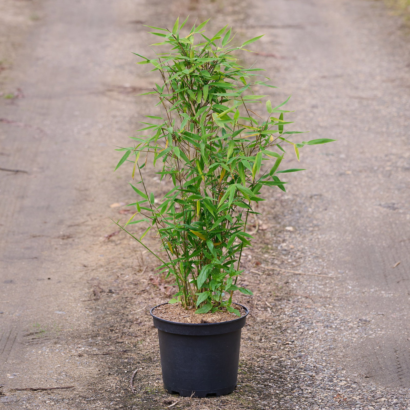 Gartenbambus Tiny - Fargesia murielae Tiny gnstig kaufen