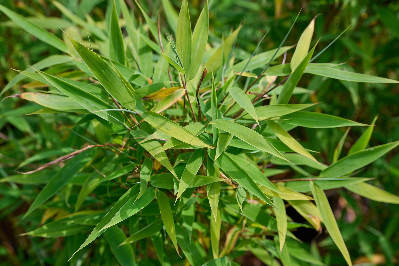 warum wird bambus gelb Gelber Laufbambus - Phyllostachys aureosulcata aureocaulis main image 0