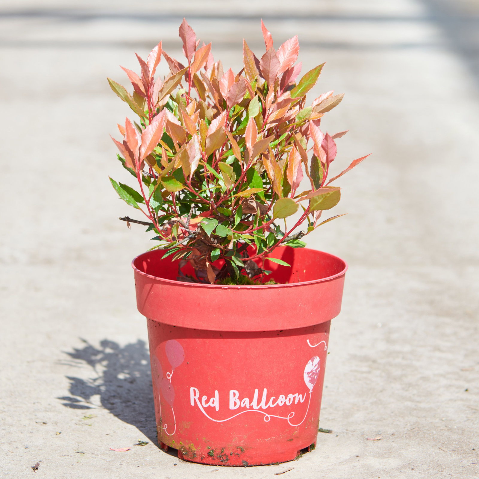 Glanzmispel Red Ballcon - Photinia fraseri Red Ballcon gnstig kaufen