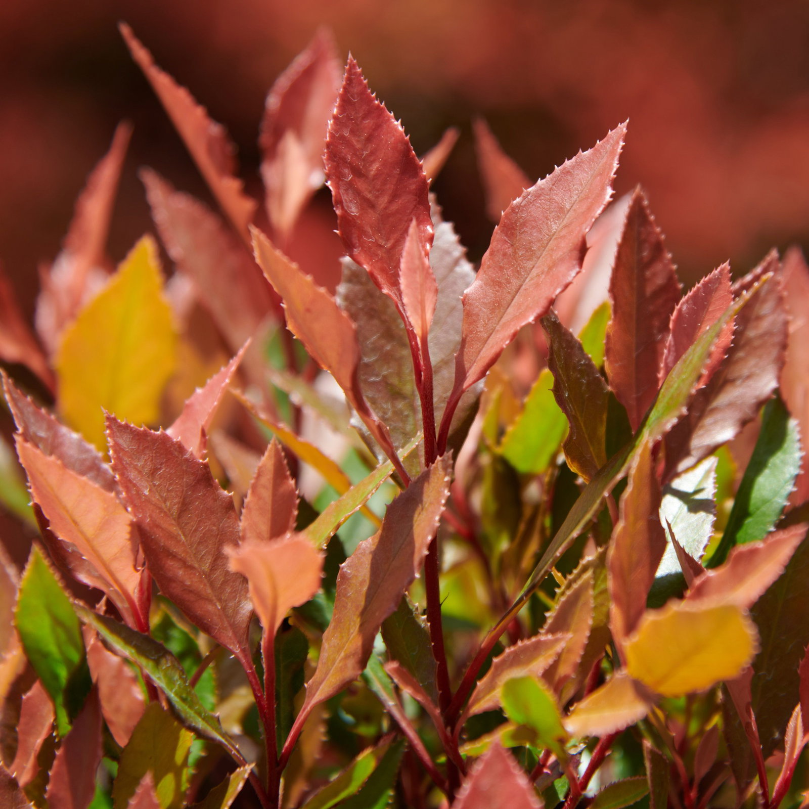 Glanzmispel Red Ballcon - Photinia fraseri Red Ballcon gnstig kaufen