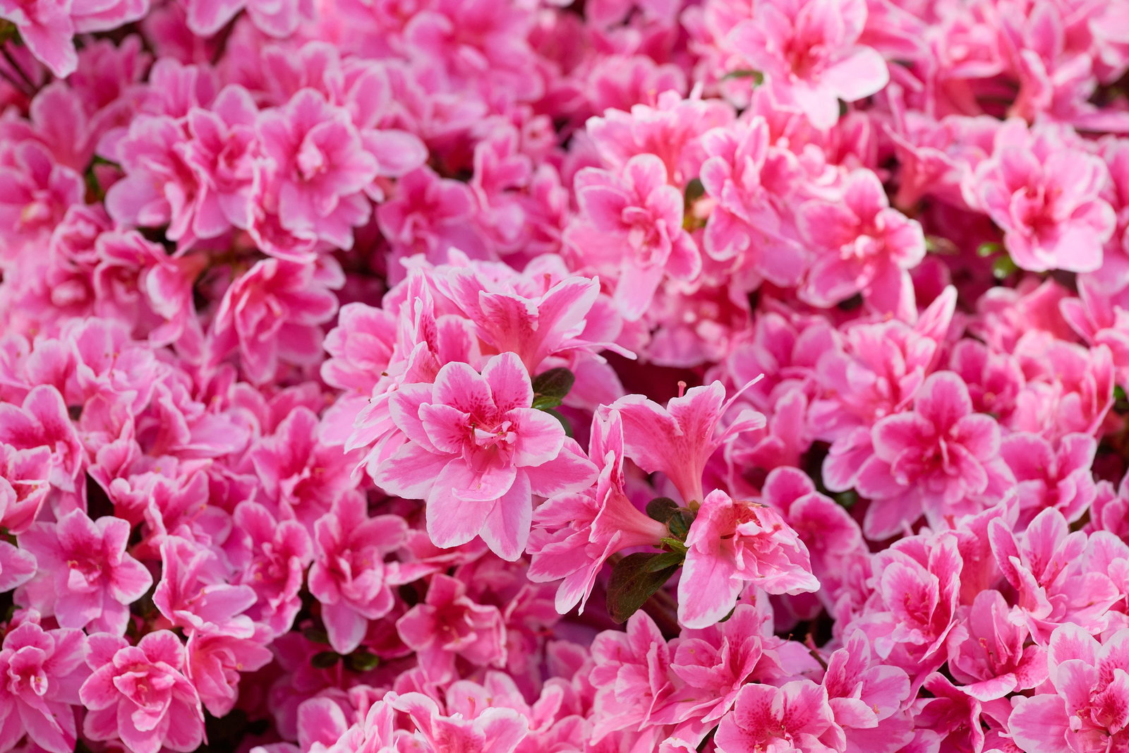 Japanische Azalee Pink Poetry - Rhododendron obtusum Pink Poetry gnstig  kaufen