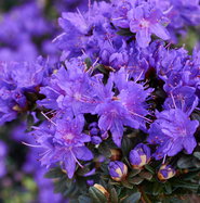 dark pink rhododendron Rhododendron Perfecto Mundo Double Dark Pink Azalea | 1-Quart | Dark Pink main image 1