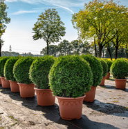 Lebensbaum Smaragd Kugel - Thuja occidentalis Smaragd Kugel gnstig kaufen