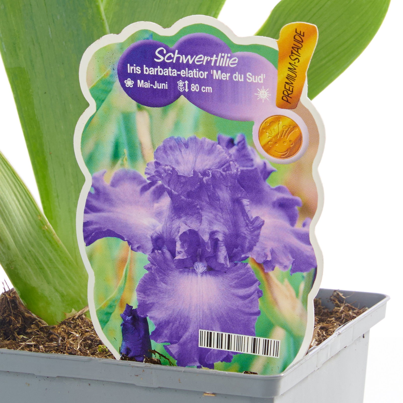fresh aloe for hair Aloe Vera Gel main image 1