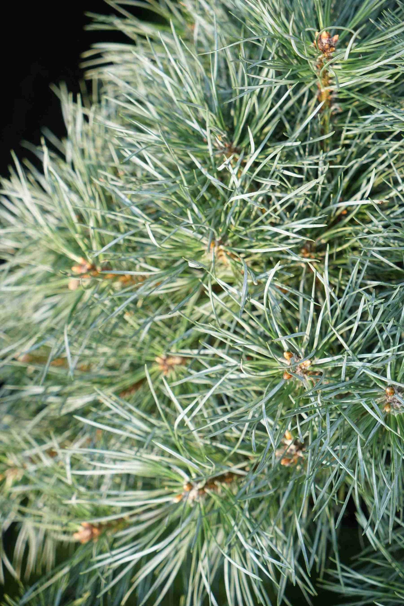 Zwergkiefer Chantry Blue - Pinus sylvestris Chantry Blue gnstig kaufen
