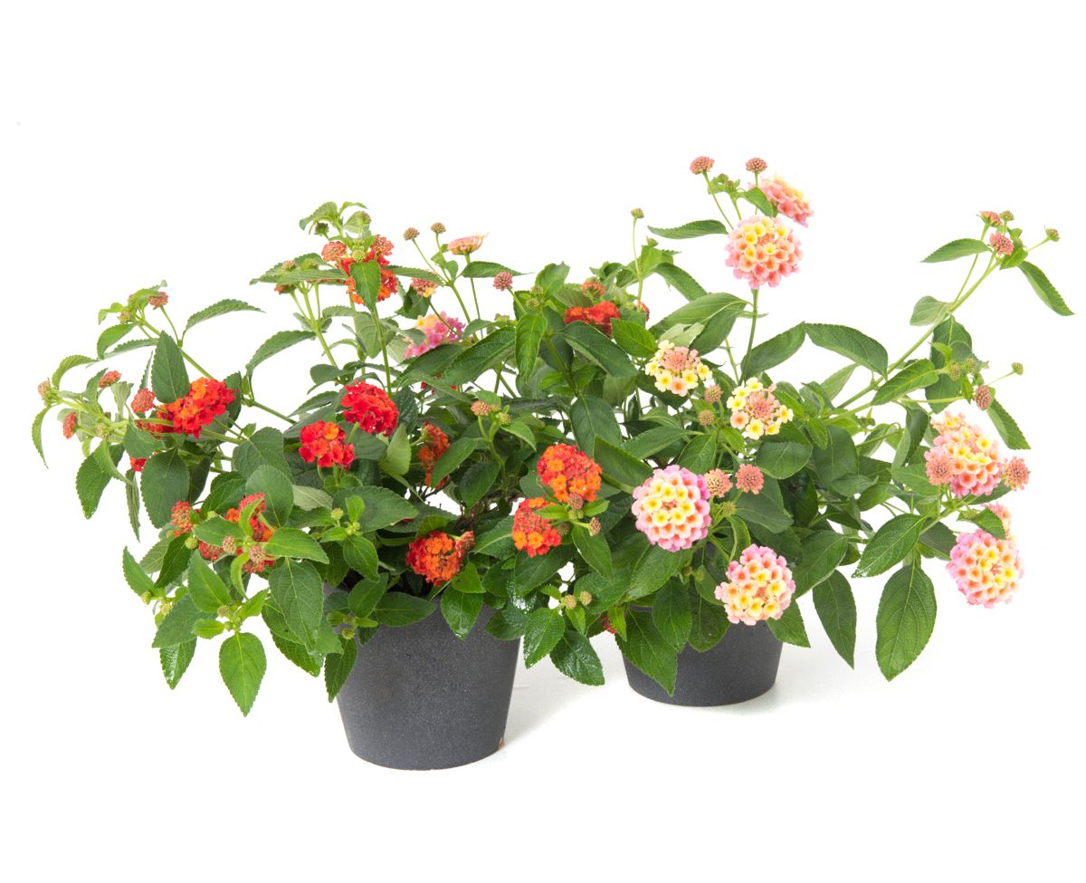 Wandelröschen Lantana camara günstig kaufen