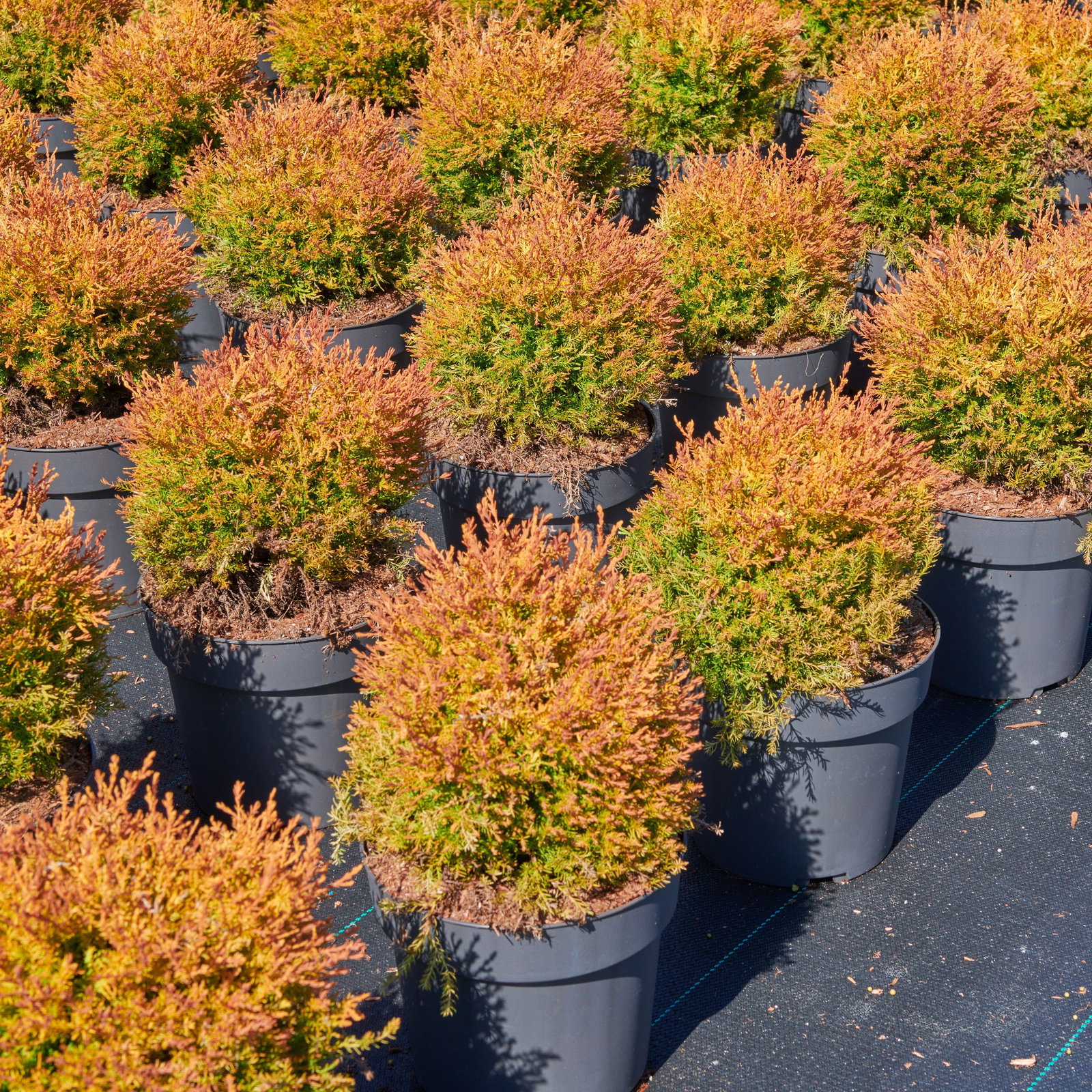 zimmerpflanze baum Ficus Lyrata boom XL | 180 cm main image 1