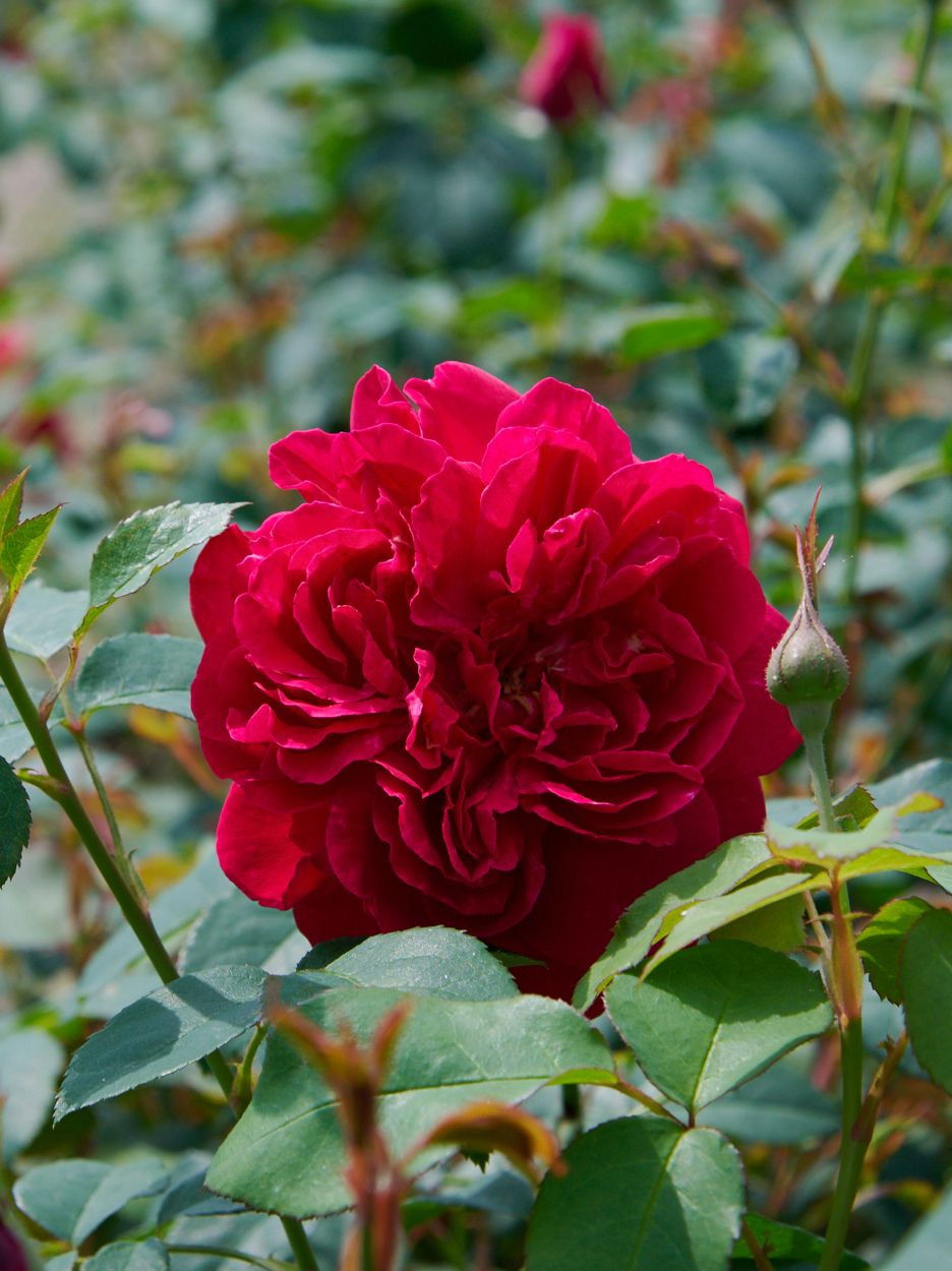 Rose Thomas A. Becket - Rosa Thomas A. Becket günstig kaufen