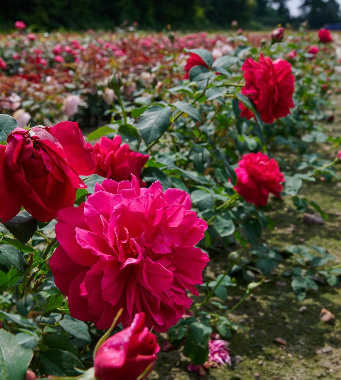 Rose Thomas A. Becket - Rosa Thomas A. Becket günstig kaufen