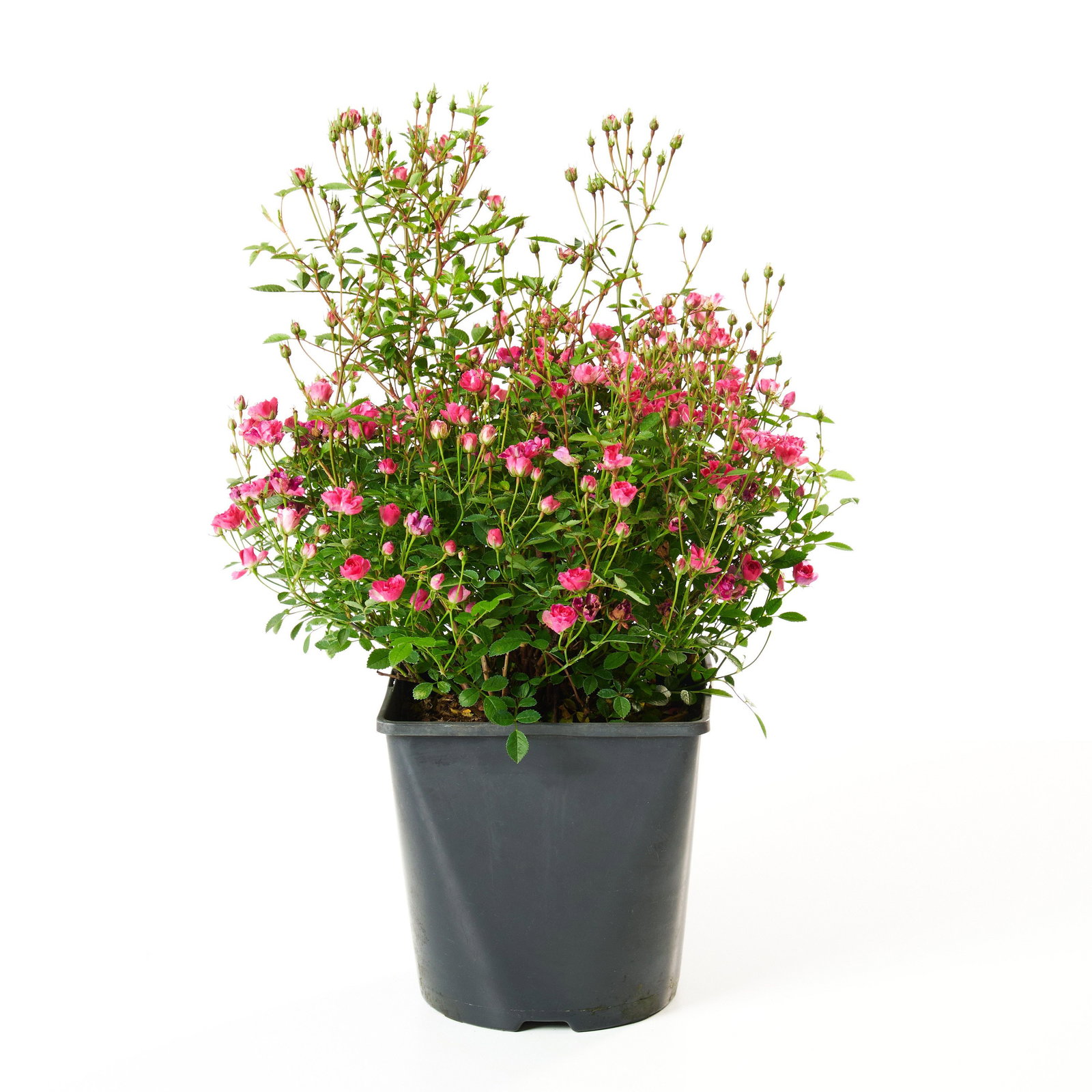 Mini Rose Lilly Pflege Im Topf