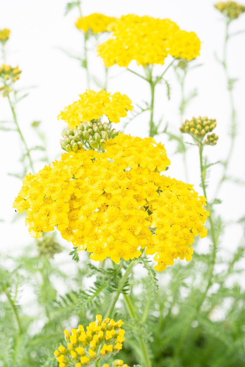 achillea-millefolium-desert-eve-yellow-garten-schafgarbe-desert-eve
