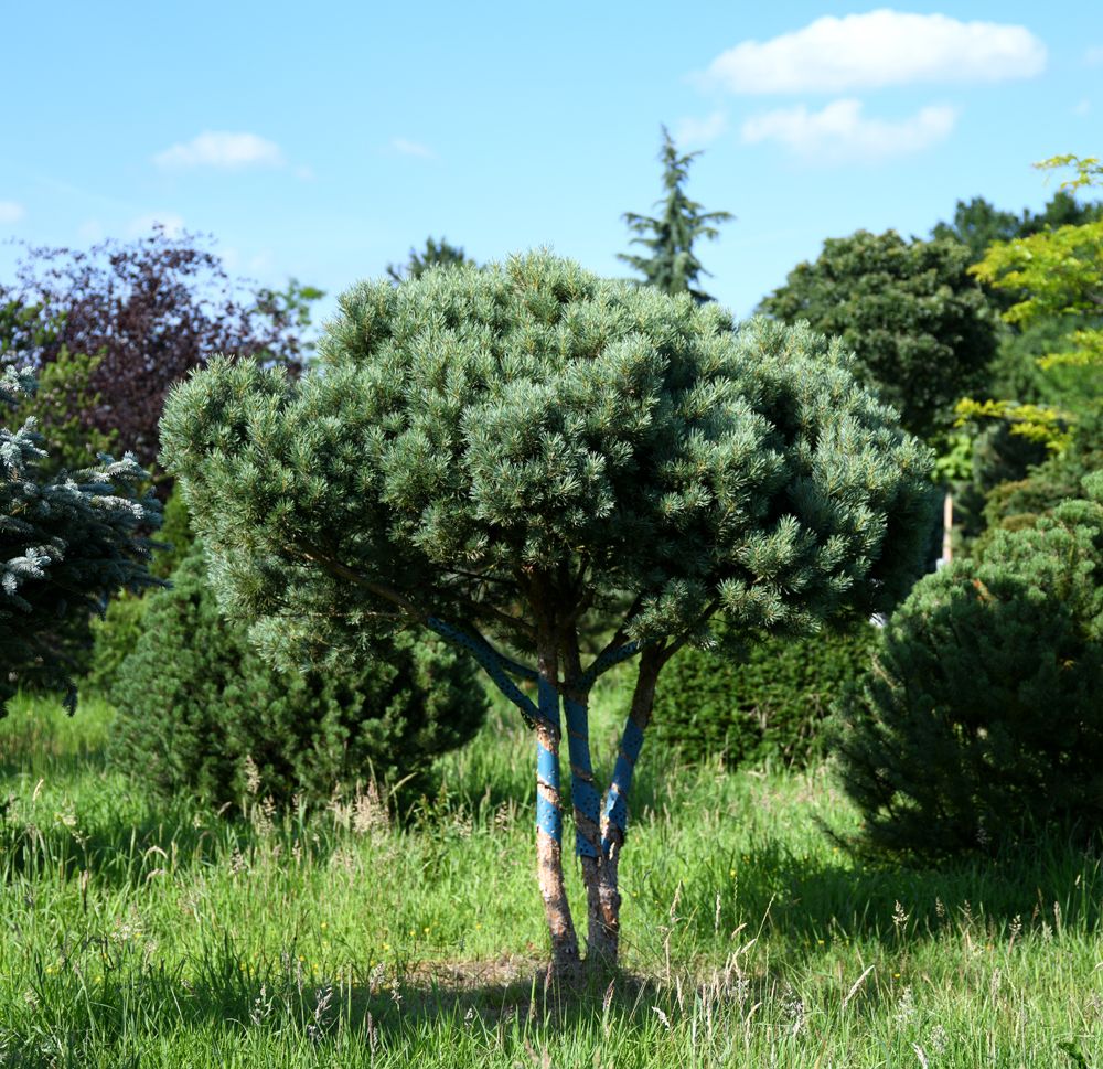 Pinus Sylvestris Watereri Schirmform