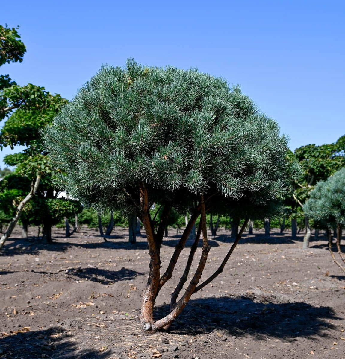 Pinus Sylvestris Watereri Schirmform