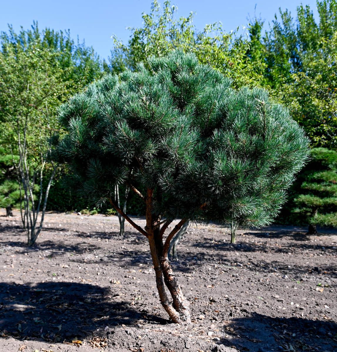 Pinus Sylvestris Watereri Schirmform